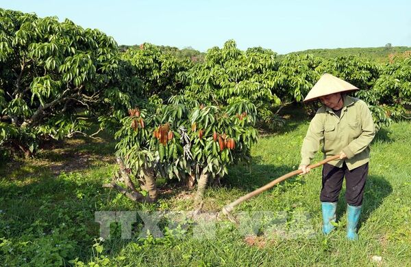 Giữ nhịp sản xuất vùng vải sớm Bắc Ninh sau thiên tai