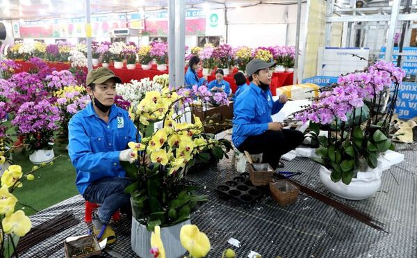 Overwhelming Tet atmosphere at flower, ornamental plant villages in Hung Yen