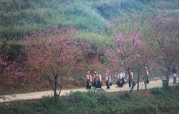 Cherry blossom season in Mung village – New tourism destination in Phu Tho