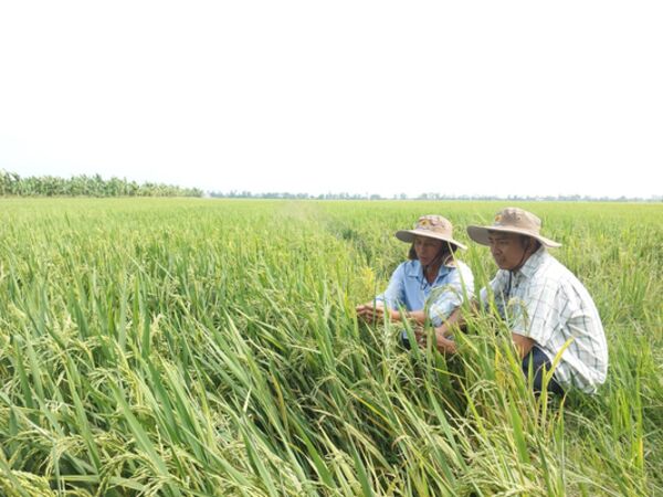 Phát triển kinh tế tập thể, hợp tác xã theo mô hình xanh - số - tuần hoàn