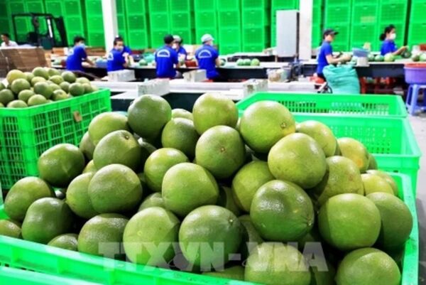 Vietnam’s exporters gear up for recovery as new markets open