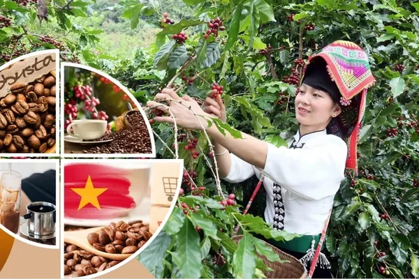 Vietnamese coffee in the value era: From production hub to global value partner