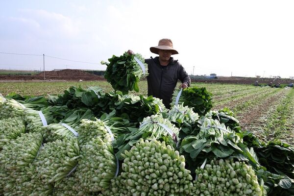 Van Duc Cooperative supplies safe vegetables for Hanoi
