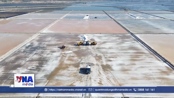 Diêm dân Khánh Hoà kỳ vọng vụ muối mới được mùa, được giá cao