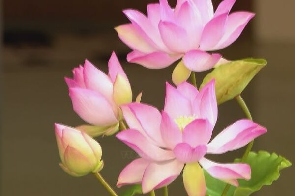 Clay lotus gains favour in Tet décor market