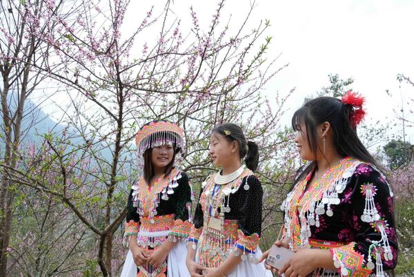 Peach blossoms light up Sin Suoi Ho tourism village