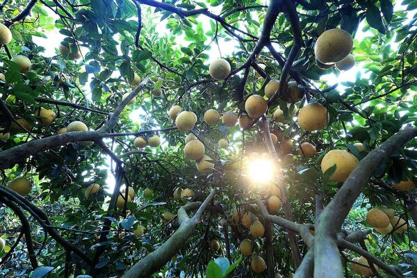 Tan Lac red-flesh grapefruit focuses on international market