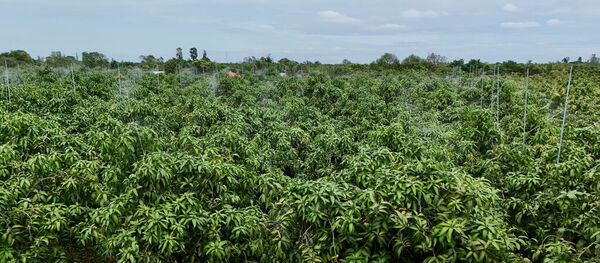 Digital transformation as driving force for sustainable agricultural development in An Giang