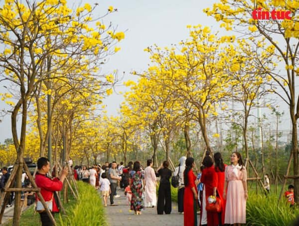 Chị em nô nức 'check-in' cùng sắc vàng hoa phong linh