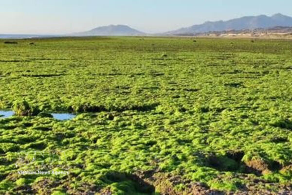 Exploring Khanh Hoa’s lush green seaweed fields