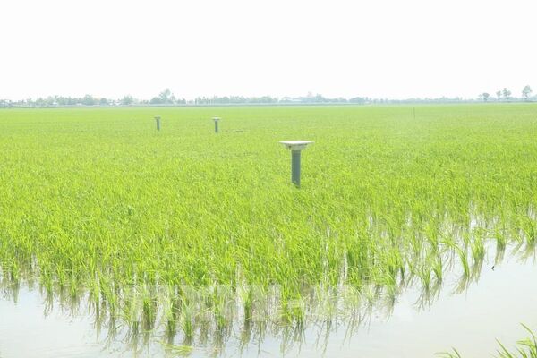 Đưa sản xuất lúa gạo theo hướng xanh, sạch, chất lượng bền vững