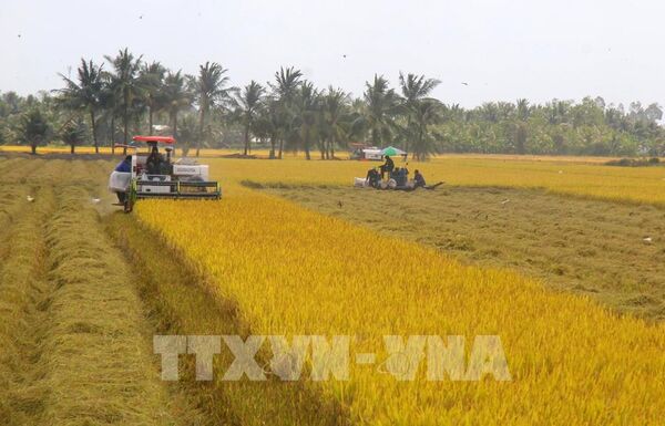 Chuỗi liên kết “xanh” mở đường cho thương hiệu gạo Việt