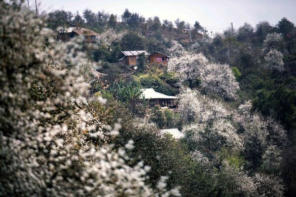 Vibrant celebration of Son Tra blossoms