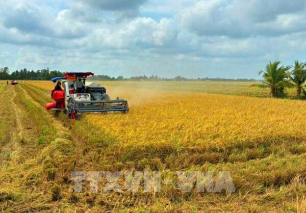 Tận dụng FTA, mở rộng và đa dạng hóa thị trường xuất khẩu gạo