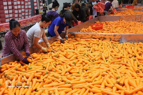 Resolution 57 drives large-scale production of key crops