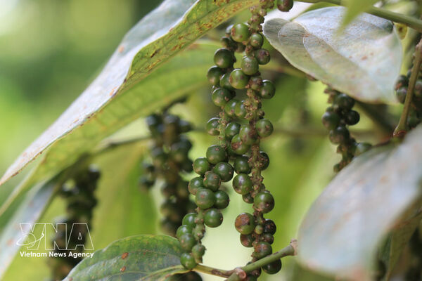 Vietnam’s pepper exports rebound strongly despite supply and shipping challenges