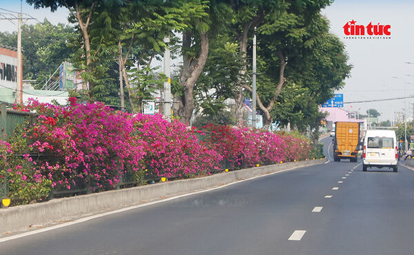 Hoa giấy phủ sắc rực rỡ trên nhiều tuyến đường cửa ngõ TP Hồ Chí Minh