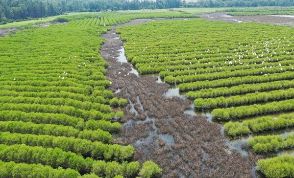 Bau Ca Cai mangrove forest – a pristine and attractive “green lung” in Quang Ngai