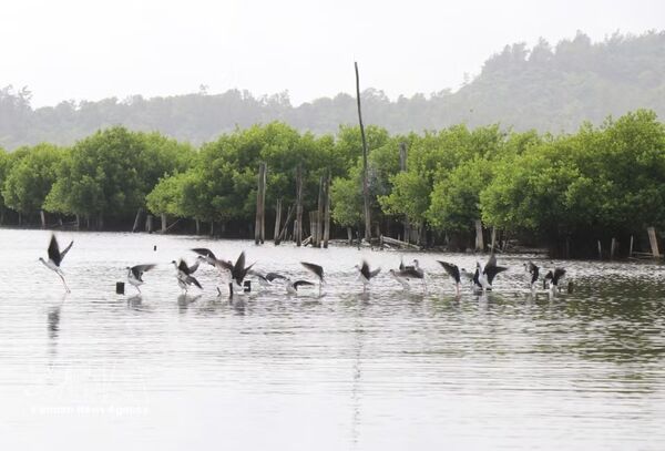 Quang Ngai’s living “green lung”: The allure of Bau Ca Cai mangrove forest