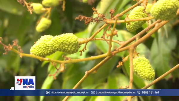 Hải Phòng: Kỳ vọng cho vụ vải thiều 2026 bội thu