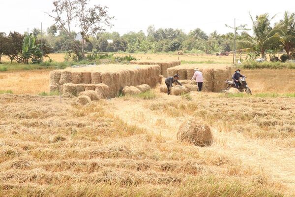 Can Tho boosts straw mushroom cultivation