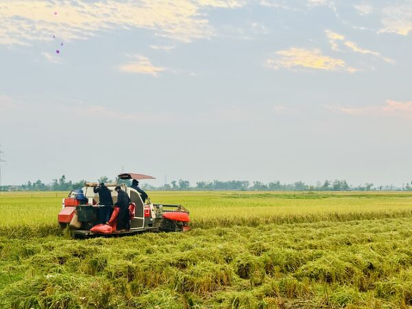 Nông dân Hà Tĩnh rộn ràng thu hoạch lúa xuân