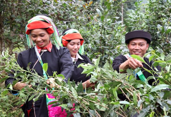 Spring tea crop drives economic growth at the foot of Tay Con Linh range