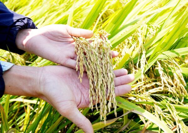 Efficiency from clean rice production linkage model in Quang Ngai