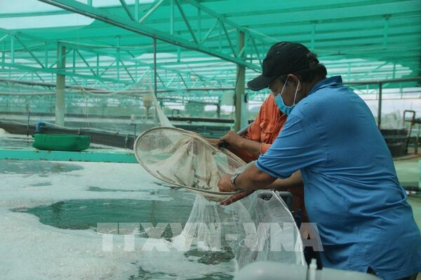 Bộ Nông nghiệp và Môi trường khẩn trương hoàn thành phương án cắt giảm thủ tục hành chính
