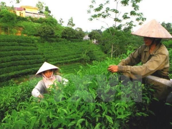 Nâng tầm “đệ nhất danh trà” trong thời kỳ số hóa