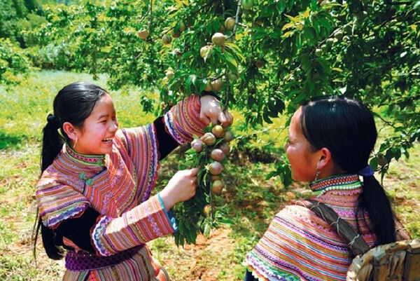 Tourists enjoy plum-picking season in Moc Chau