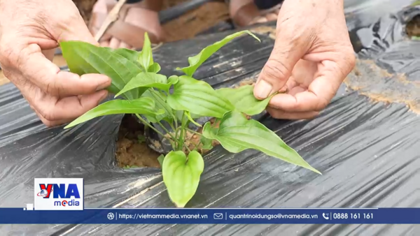 Khai phá tiềm năng dược liệu xứ Lạng