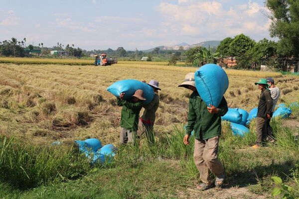 ST25 rice in Ea Pal Commune (Dak Lak) achieves record yield of 13 tons per hectare
