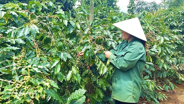 Vietnam speeds up 2020 forest map to support compliance with EUDR