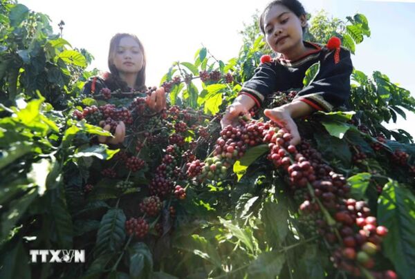 Văn hóa càphê đưa Buôn Ma Thuột lọt top 15 điểm đến ẩm thực hàng đầu thế giới