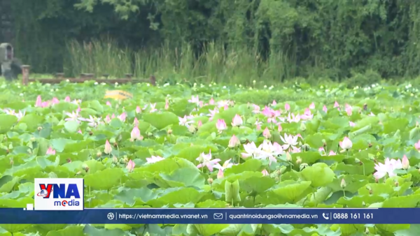 Ninh Bình rực rỡ sắc sen mùa hạ