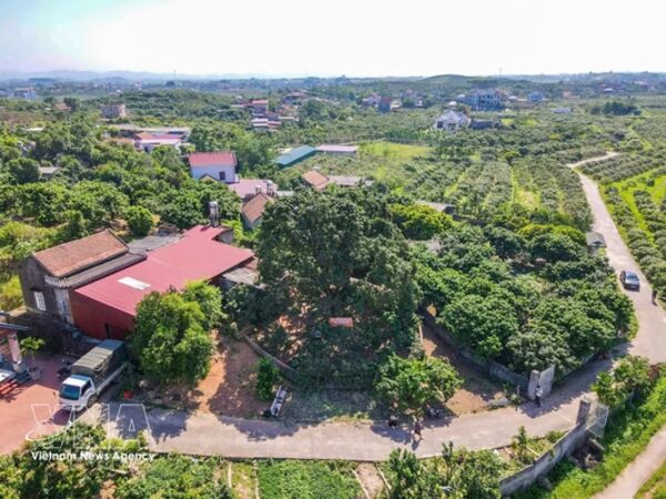 Century-old ancestral lychee tree draws visitors in Bac Ninh