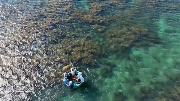 Quang Ngai steps up efforts to protect seaweed ecosystems