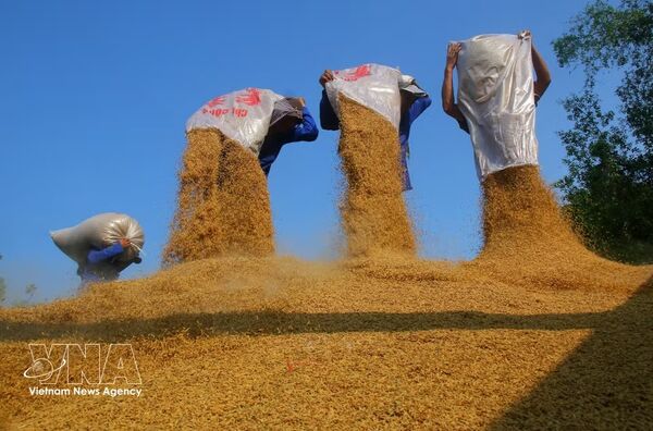 Life cycle of rice grain in Mekong Delta