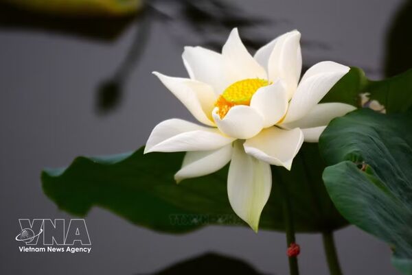 Lotus cherished in Vietnamese life