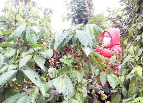 Doanh nghiệp dẫn dắt chuyển đổi xanh