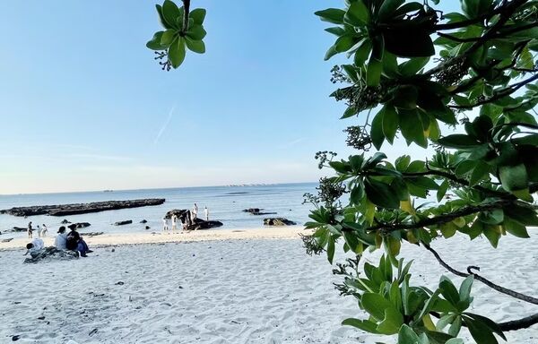 Phong Ba blossoms: Symbol of resilience on Ly Son island