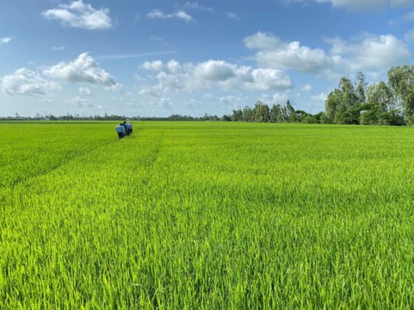 Truy xuất nguồn gốc, bảo hộ sở hữu trí tuệ: “Tấm hộ chiếu” cho nông sản Việt