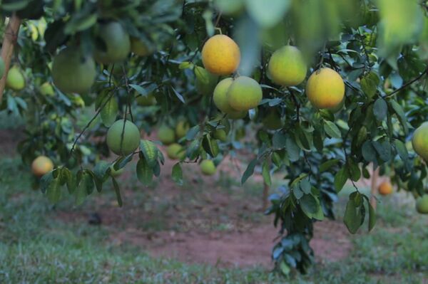 Đột phá tín dụng xanh: Khơi thông dòng vốn cho tăng trưởng bền vững