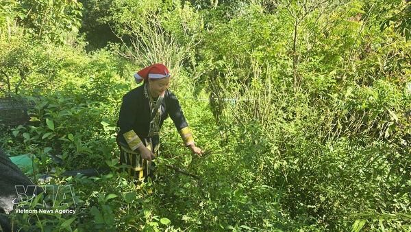 Lao Cai preserves cultural heritage, creating sustainable livelihoods from traditional crafts