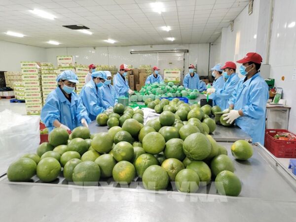 Nông sản Việt chinh phục Trung Quốc bằng chất lượng và sự an toàn