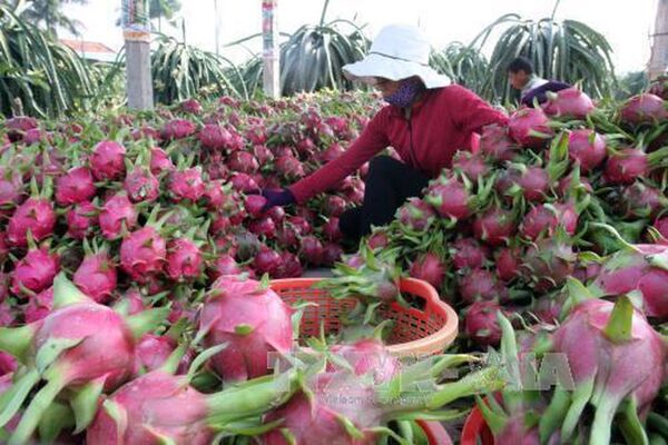 Xuất khẩu rau quả bền vững từ chuỗi giá trị
