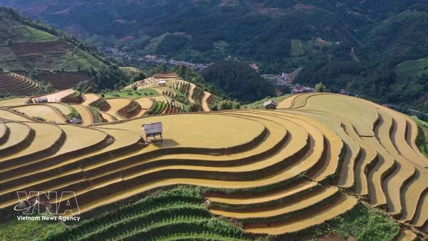 Mu Cang Chai's terraced fields shimmer in water-pouring season