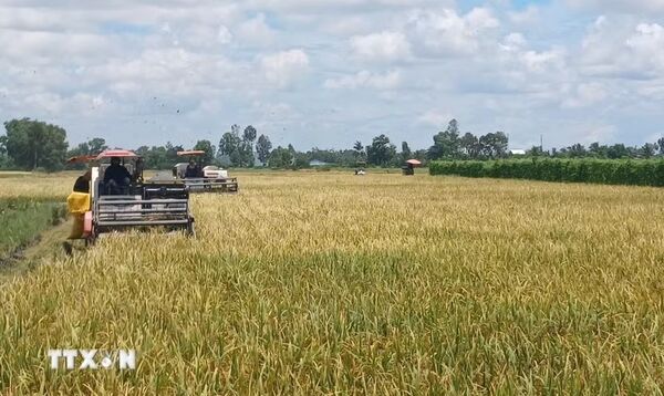Low-emission rice farming drives greener growth for Vietnam’s rice sector