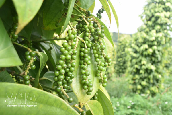 Pepper exports post double-digit growth in first half of 2026